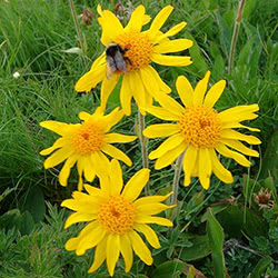 Arnica montana