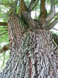 Corteccia di salix alba