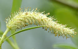 Fiori di salice bianco