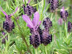 Lavanda selvatica