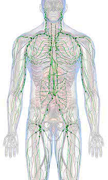 Il sistema linfatico