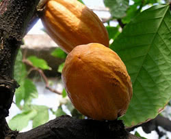 Cacao