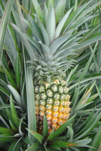 Ananas