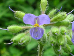 Uncaria tomentosa