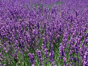 Lavanda