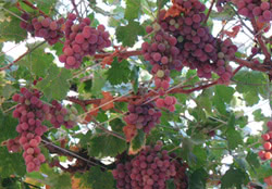 Vitis vinifera