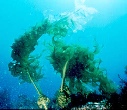 Dall'alga Wakame, la Fucoxantina contro il grasso bianco addominale