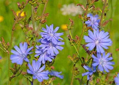 Cicoria Cicoria