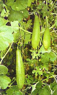 Pianta di Luffa