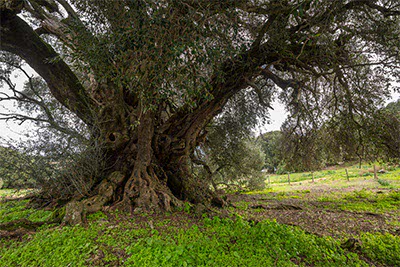Olivo millenario di Luras in Sardegna Olivo millenario di Luras in Sardegna