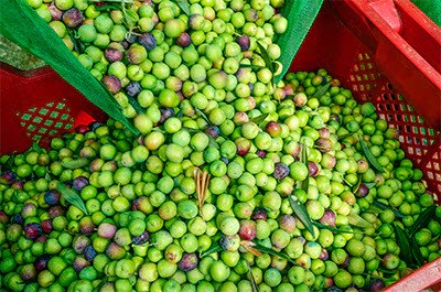Raccolta delle olive Raccolta delle olive