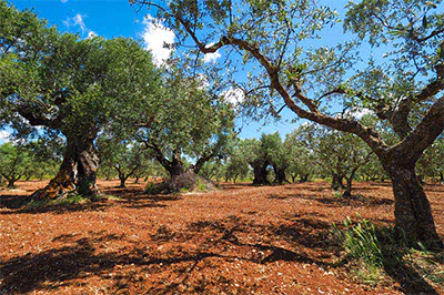 Un oliveto Un oliveto