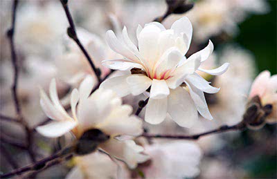 Magnolia Magnolia