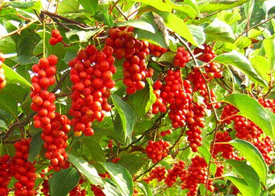 Schisandra Schisandra