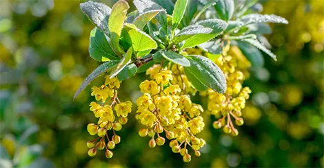 Berberis aristata e Berberina: un aiuto naturale per perdere peso e controllare colesterolo e glicemia