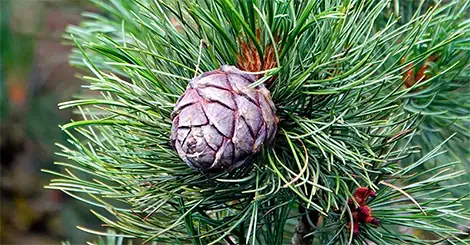 Pino Cembro, l'albero del sonno: per combattere stress e insonnia naturalmente