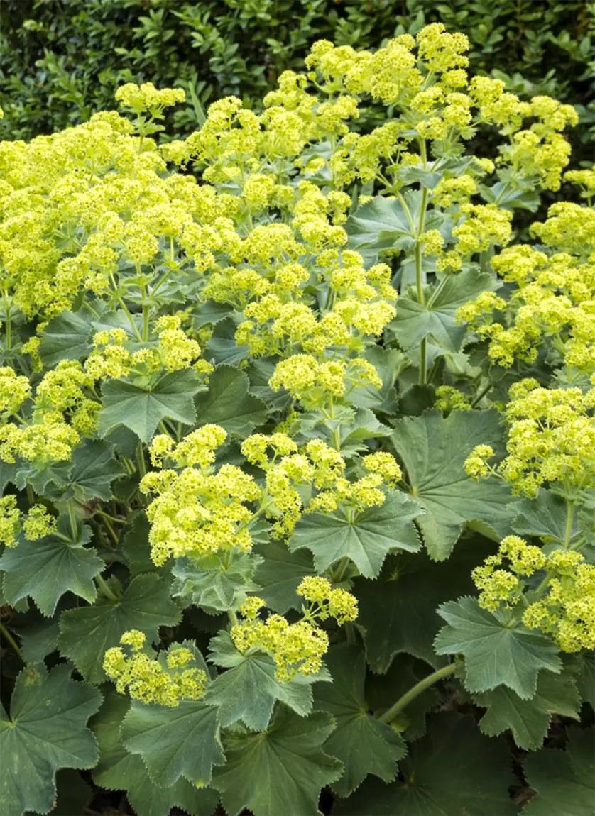 Alchemilla