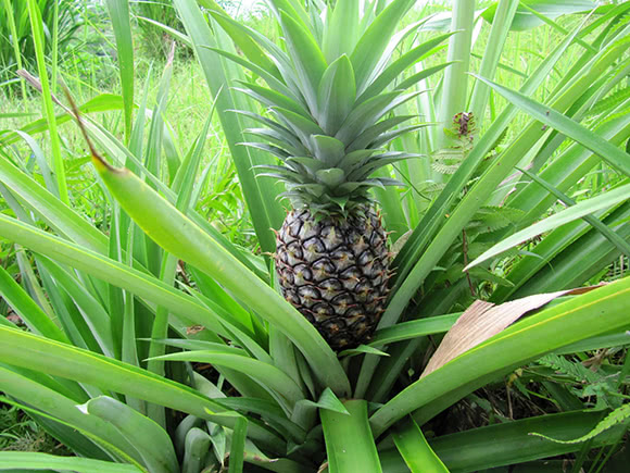 Ananas