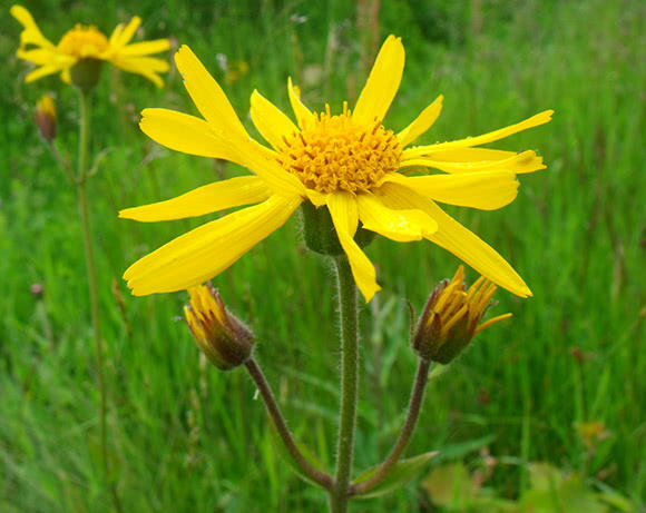 Arnica