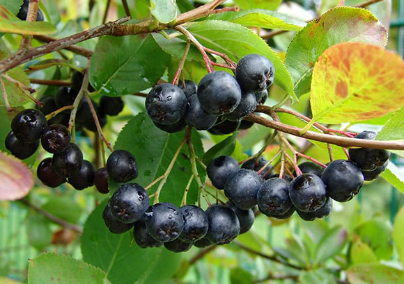 Aronia