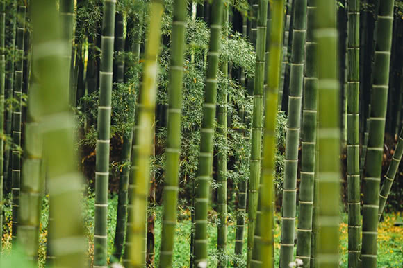 Bambù - Bamboo