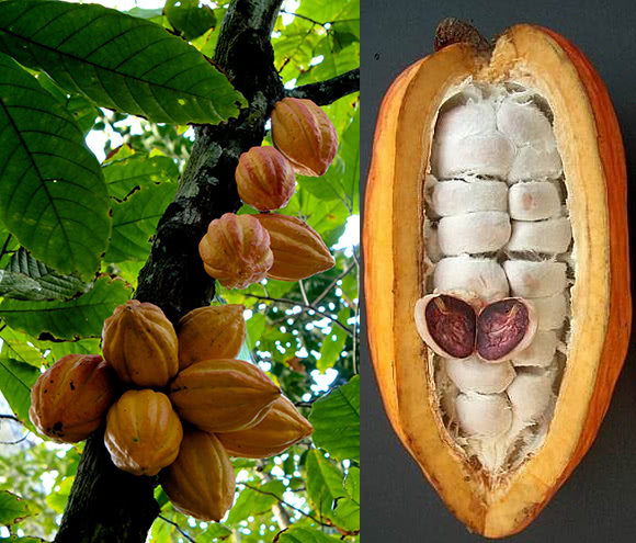 Cacao