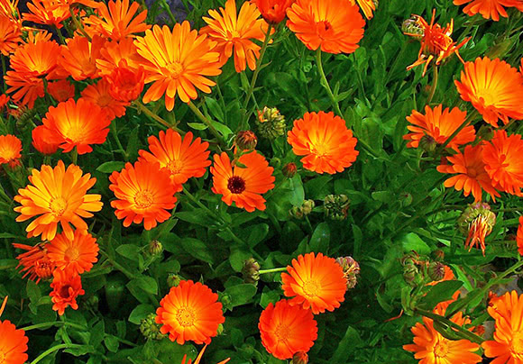 Calendula