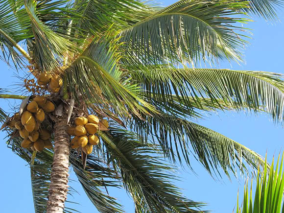 Cocco