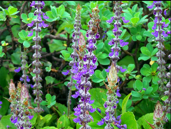 Coleus