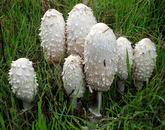 Coprinus comatus