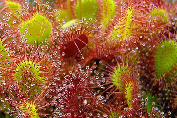 Drosera