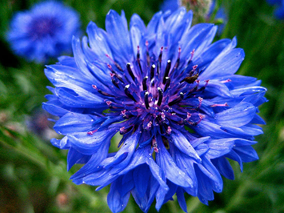   Buono Regalo  - Digitale Fiore blu