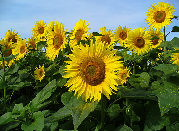 Girasole