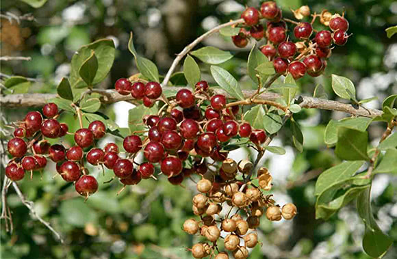 Henn (Lawsonia inermis)