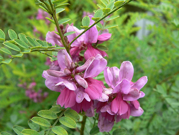 Henn nero (Indigofera species)