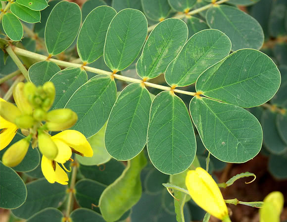 Hennè neutro (Cassia obovata)
