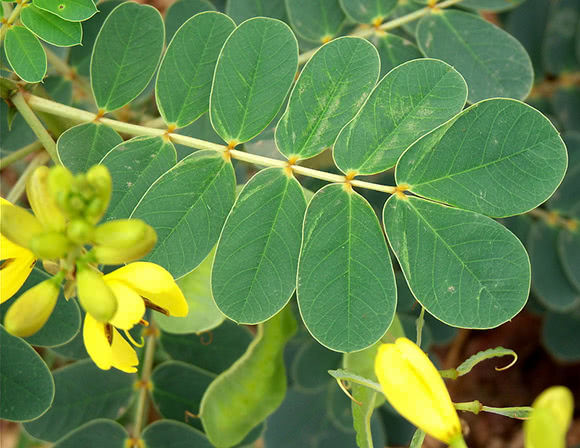 Henn neutro (Cassia obovata)