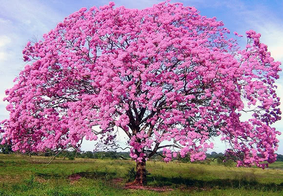 Lapacho (Tabebuia)