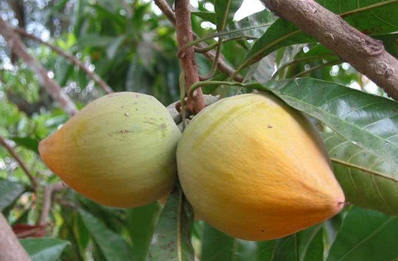 Lucuma