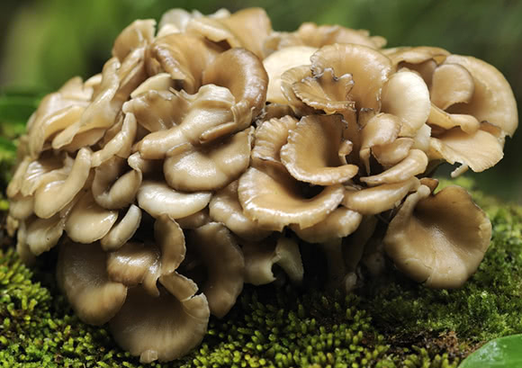 Maitake