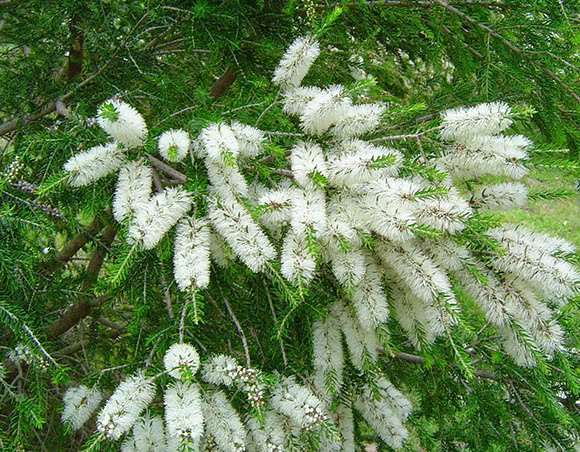 Melaleuca (Tea Tree)