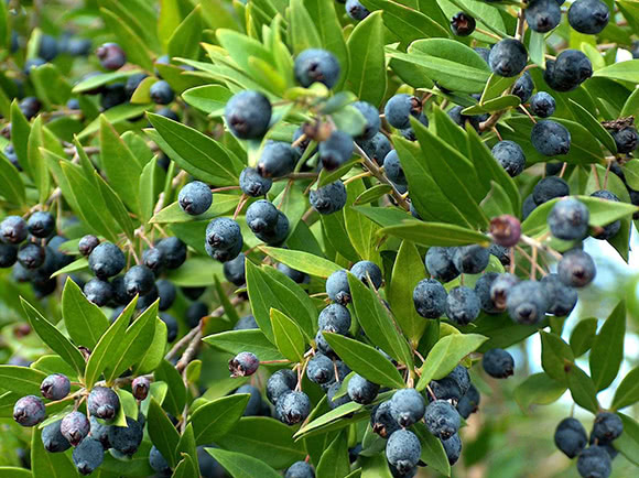 Mirto