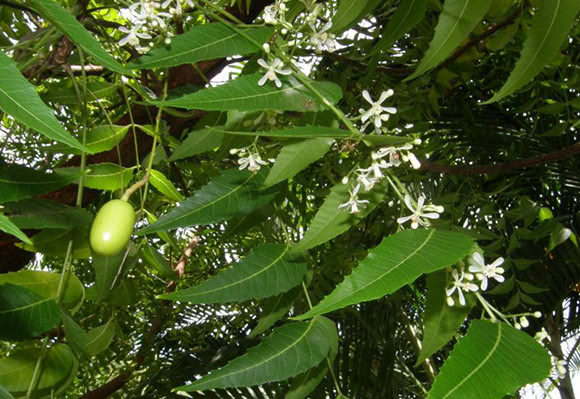 Neem (Azadirachta indica)