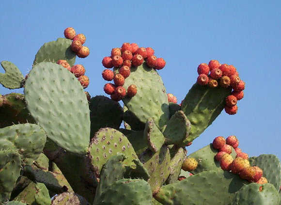 Opuntia (Fico d'India)