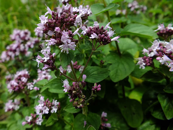 Origano (Origanum vulgare) , Olio Essenziale Farmaderbe