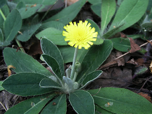 Pilosella