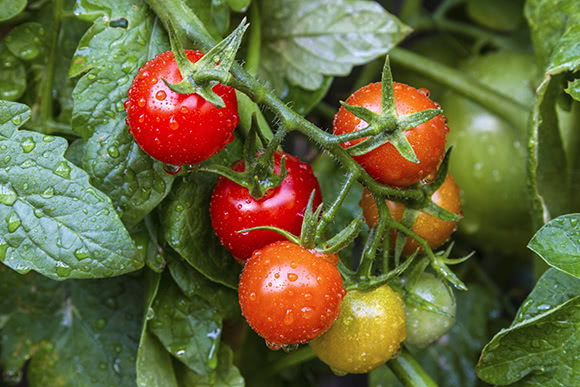 Pomodoro