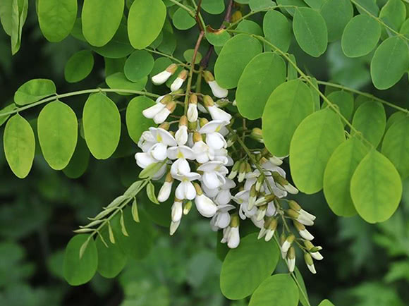 Robinia