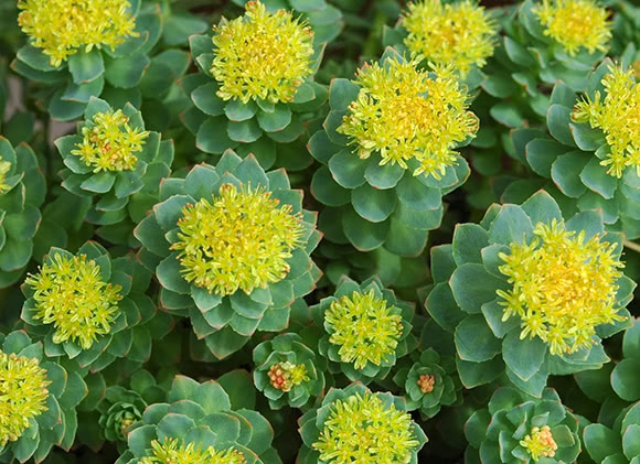 Rodiola (Rhodiola rosea)