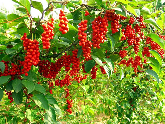 Schisandra